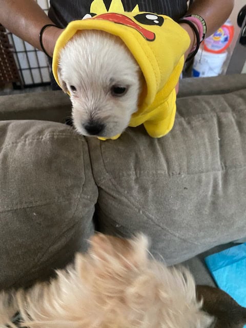 I have 3 puppies for sell image 8