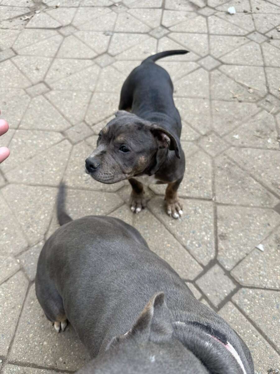 American bully pup for sale image 1