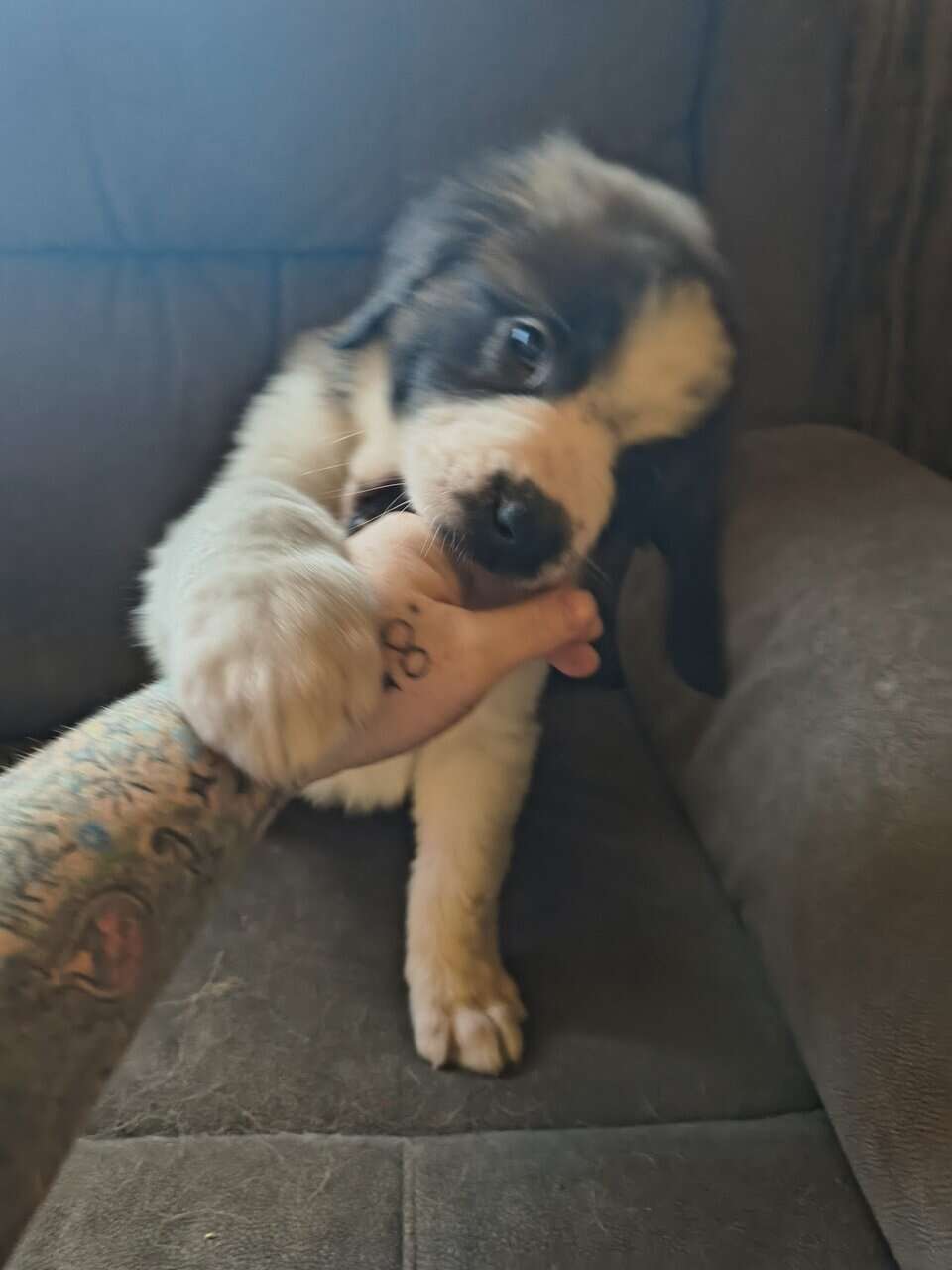 Saint Bernard puppies image 4