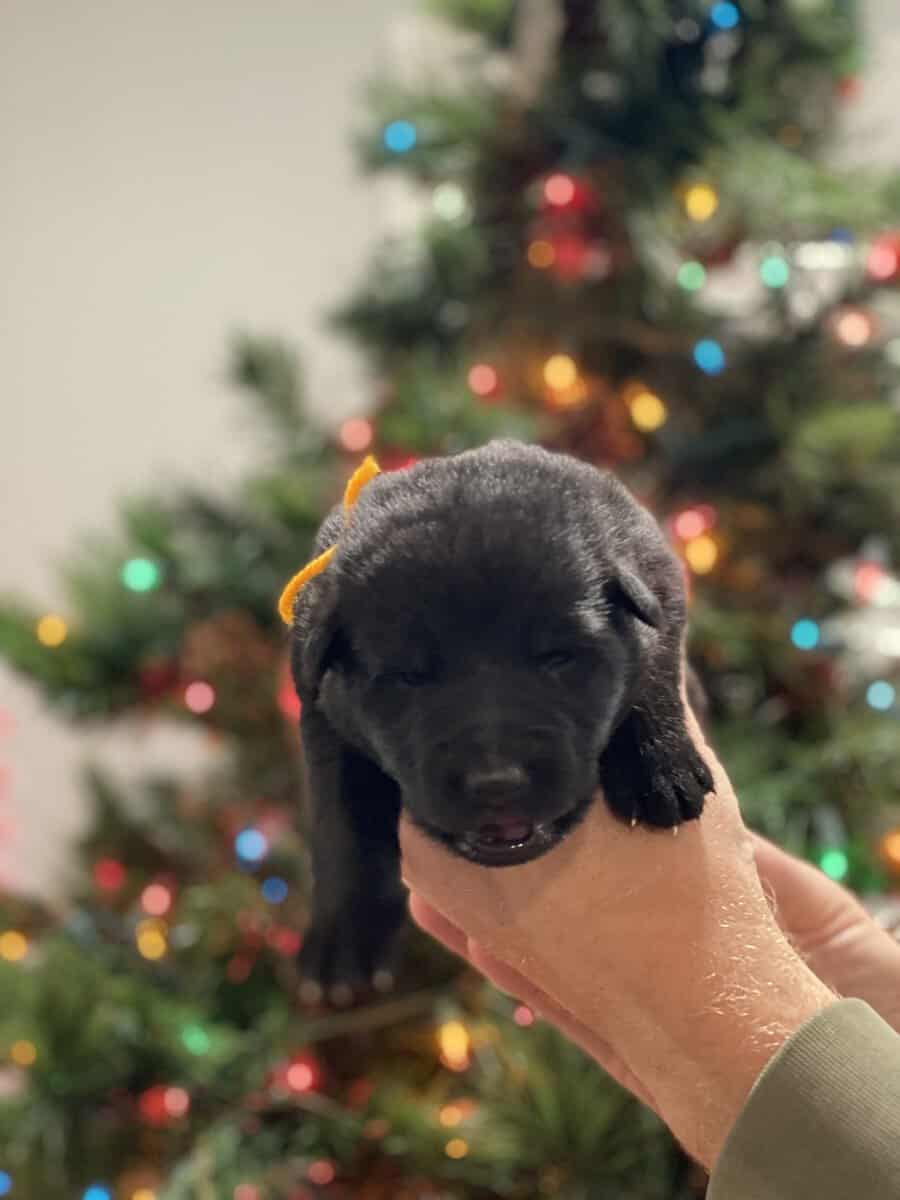 AKC Registered German Shepherd Puppies — 9 Availab image 12
