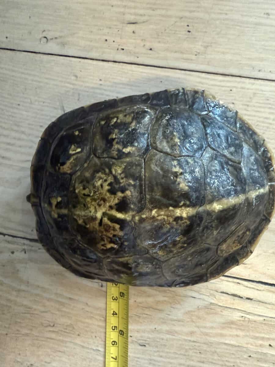 Turtles lost there mom to cancer image 3