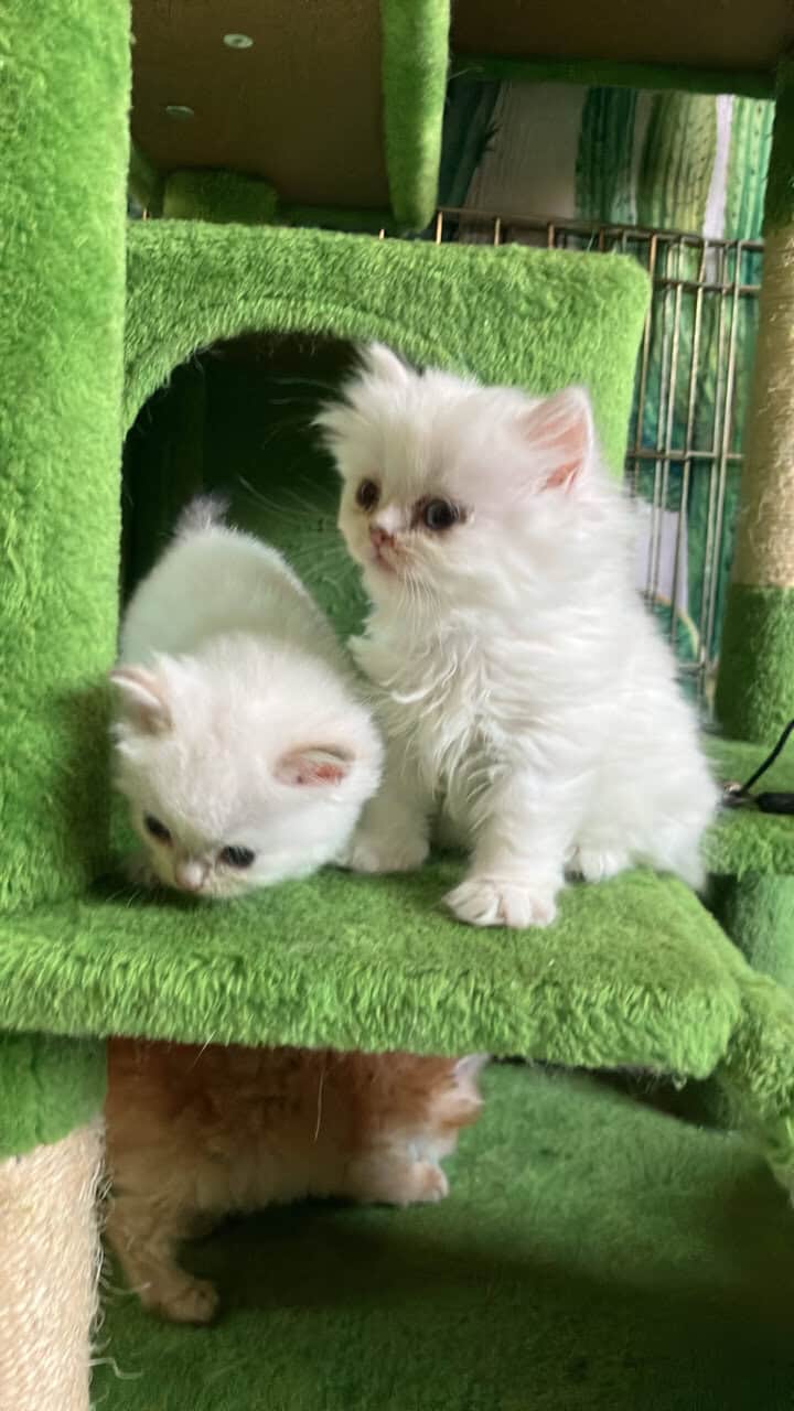 Silver chinchilla British longhair male image 14