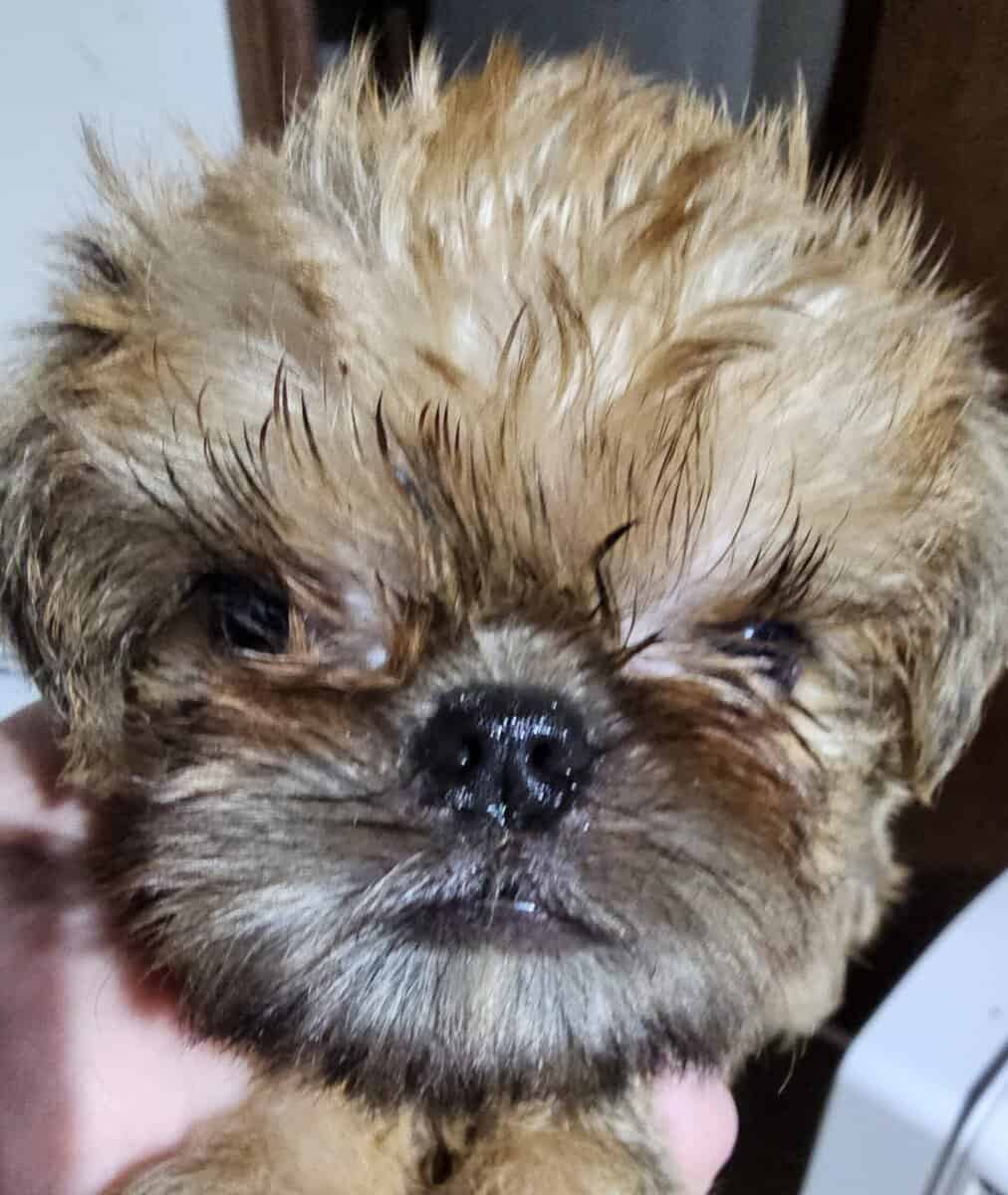Brussels Griffon Rough Coat puppies available image 4