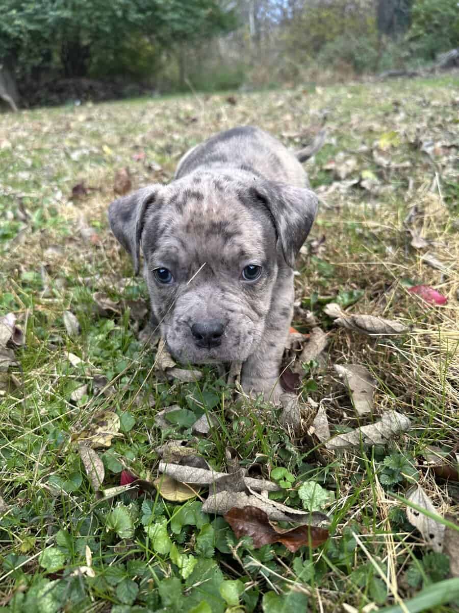 Maverick (Champion Bloodline) image 4