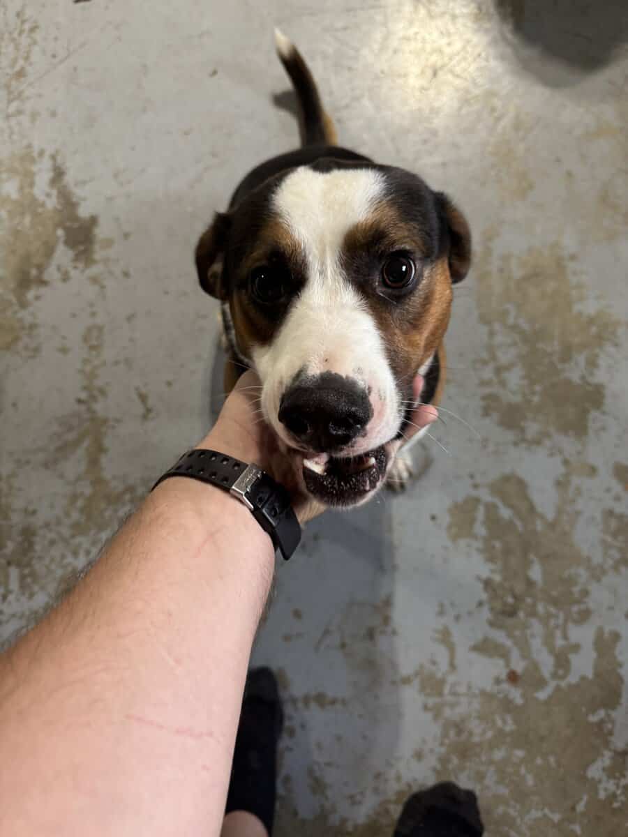 2 male mixed breeds for free image 4