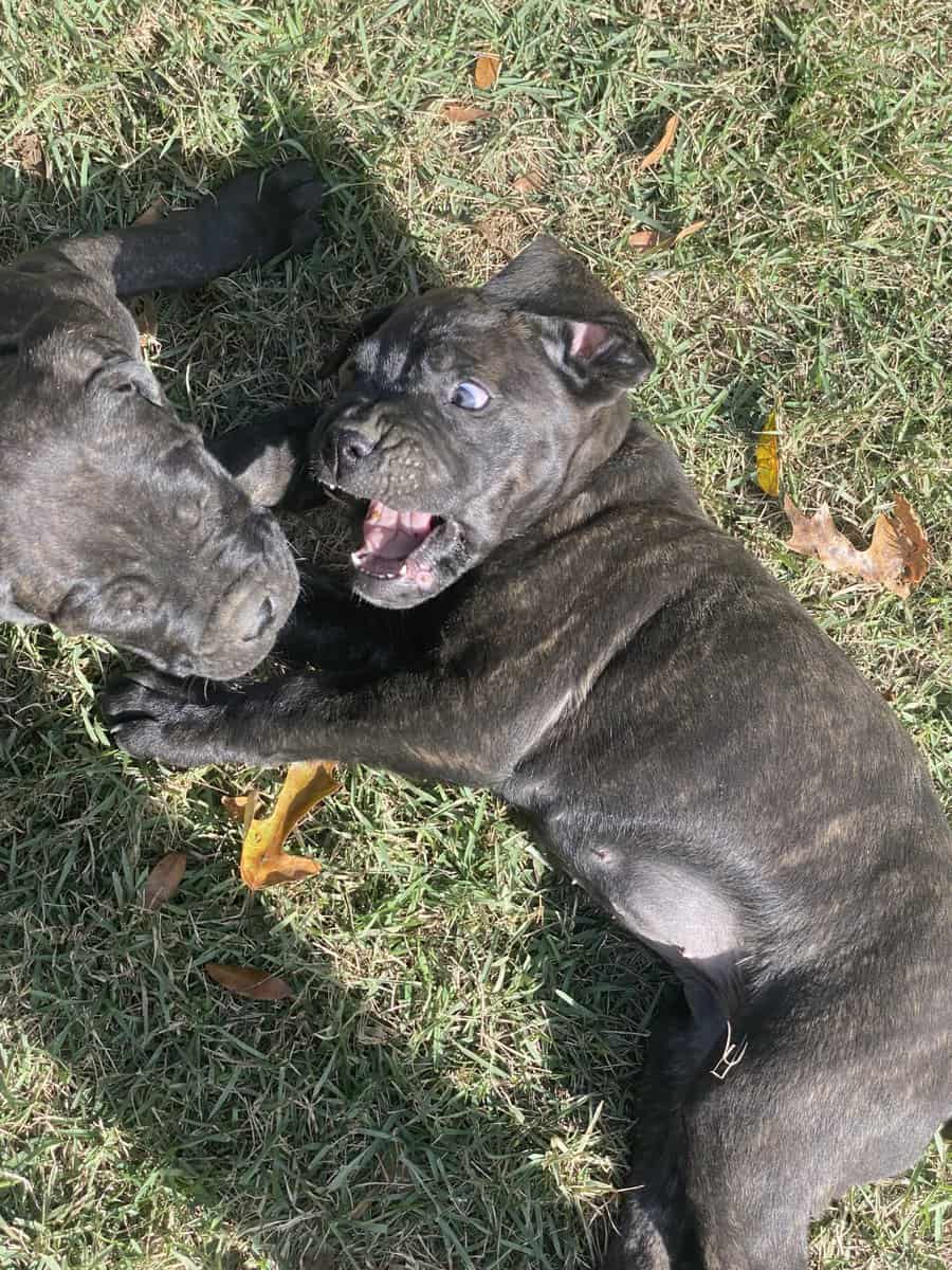Cane Corso Puppies image 6