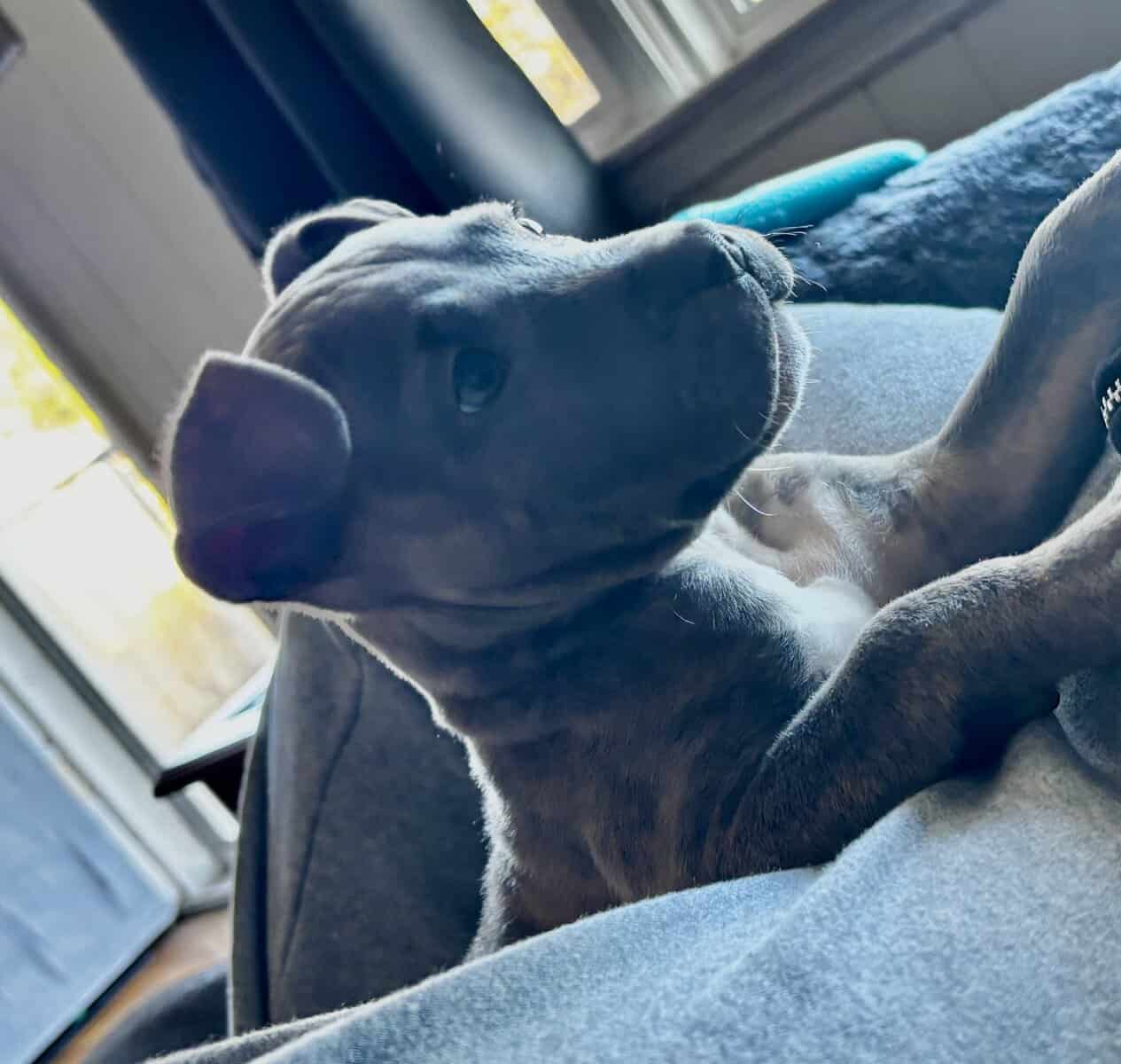 Female pitbull image 2