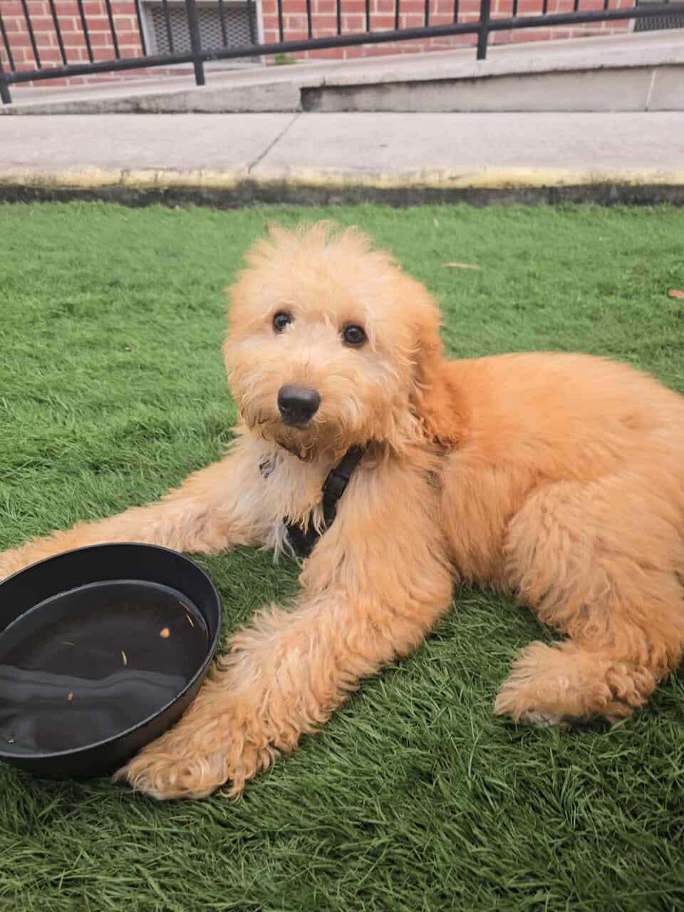 Goldendoodle Puppy image 8