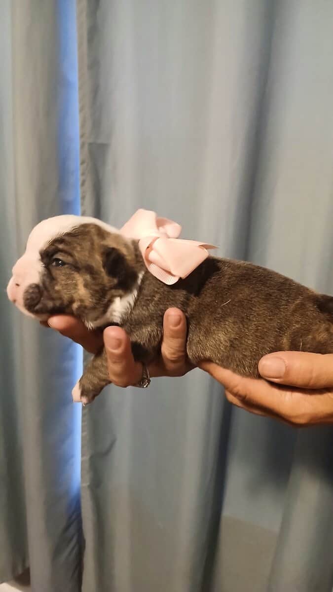Christmas Puppies image 10