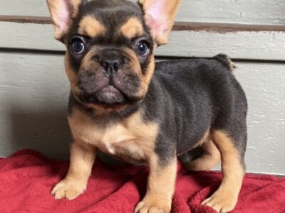 AKC Adorable Rare French Bulldog puppy