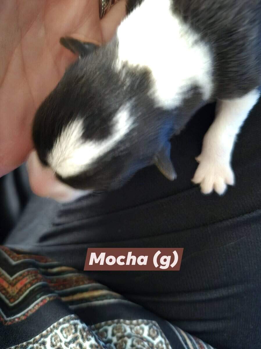 "Mocha" - F- Born 11-22-25 image 1