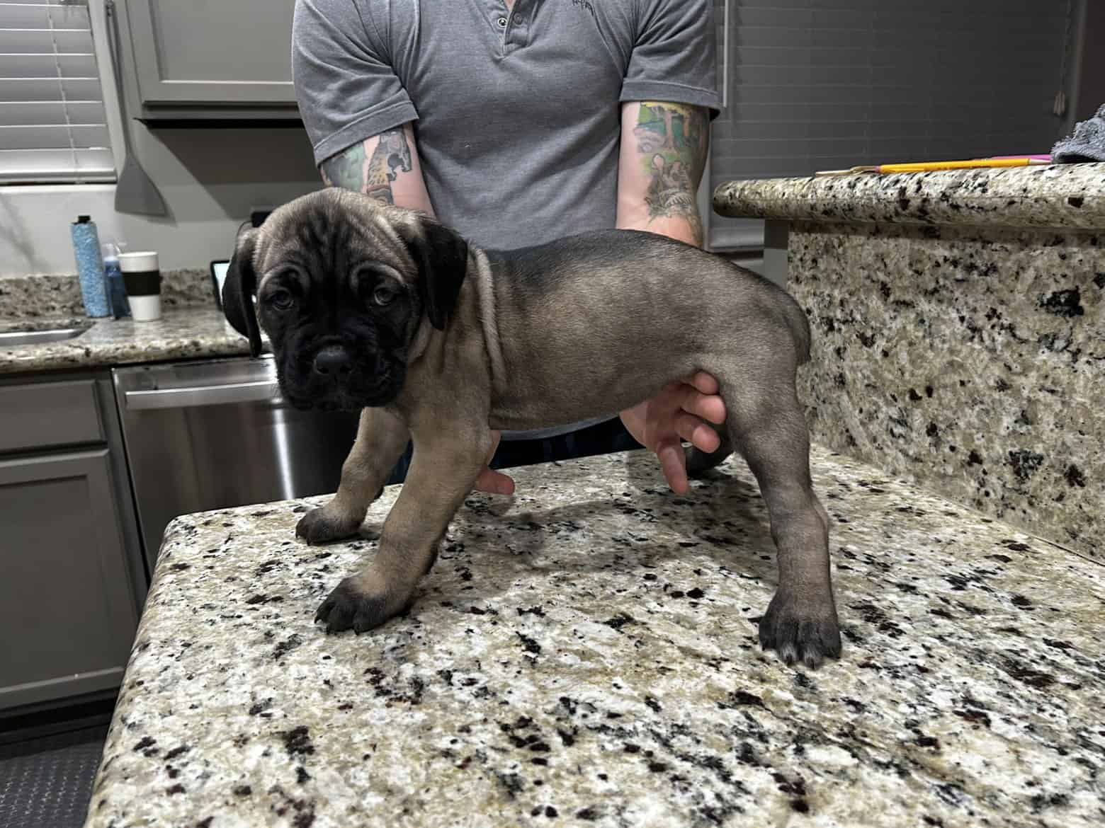 CCC's Kennel Cane Corso Puppies image 9