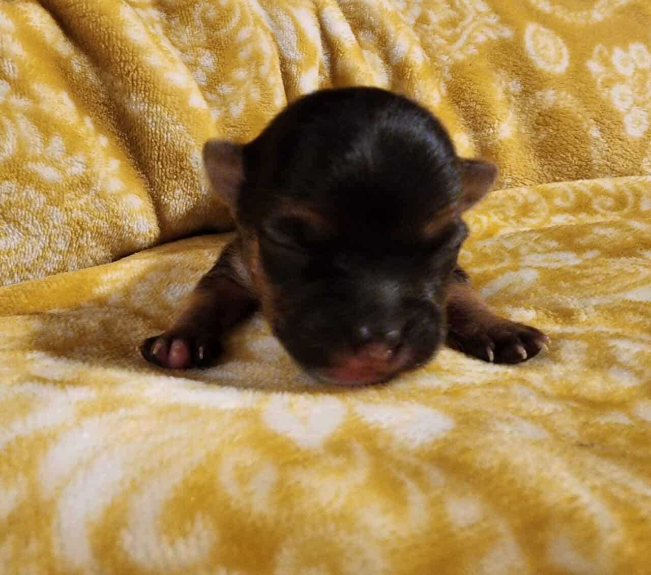 Yochi Puppies image 3