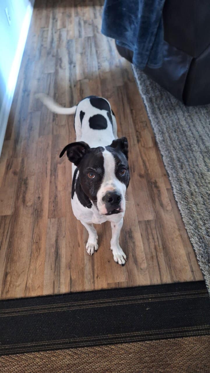 Free Pointer Mix - Very Friendly image 2