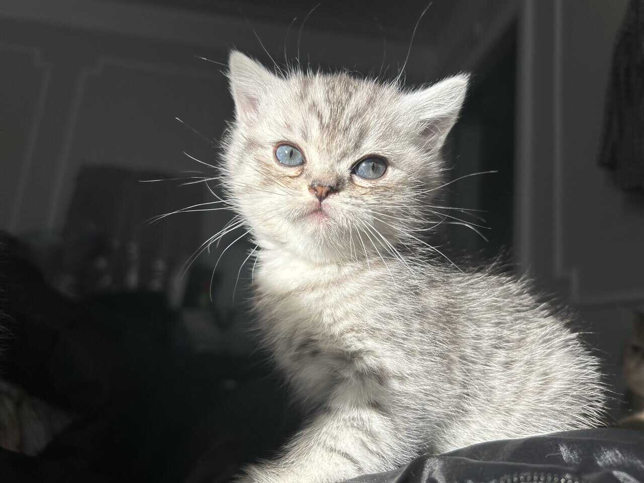 Scottish kittens image 1