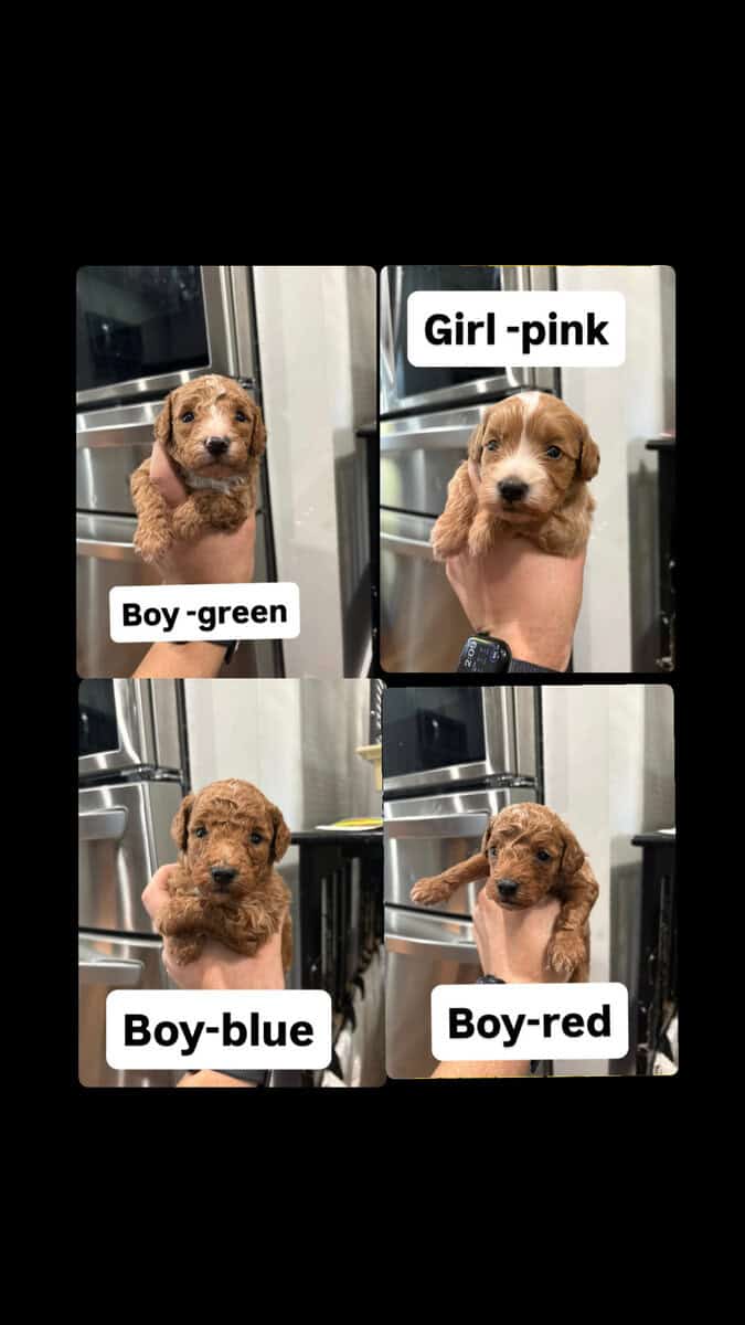 mini goldendoodle image 1