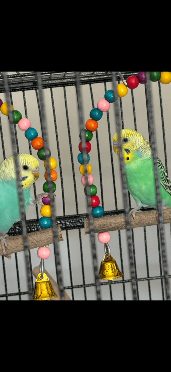 Two young parakeets/accessories image 2
