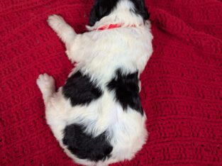 F1b Goldendoodle Rudolph