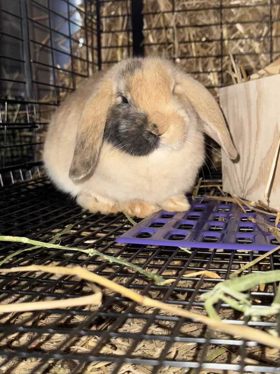 Bunnies looking for loving homes image 6