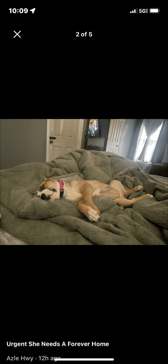 Daisy Mae needs a forever home! image 3