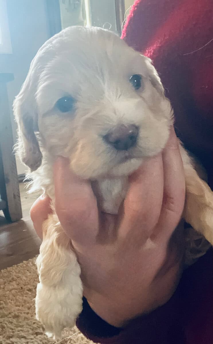 Cockapoo puppies image 3