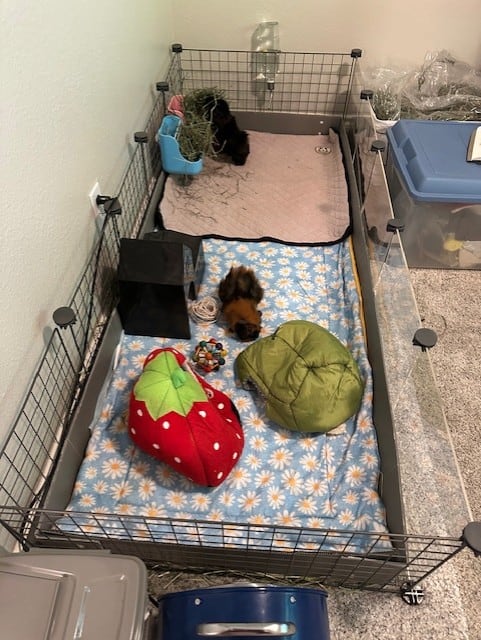 Two male Guinea Pigs for free image 1