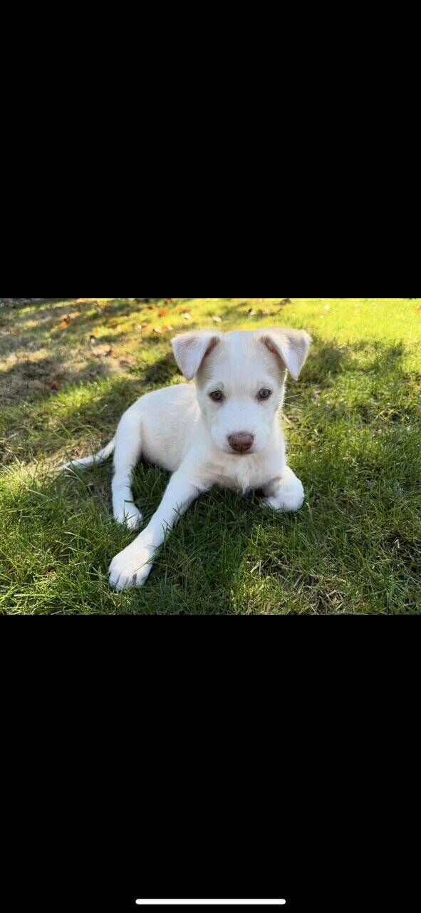 Puppy for sell image 1