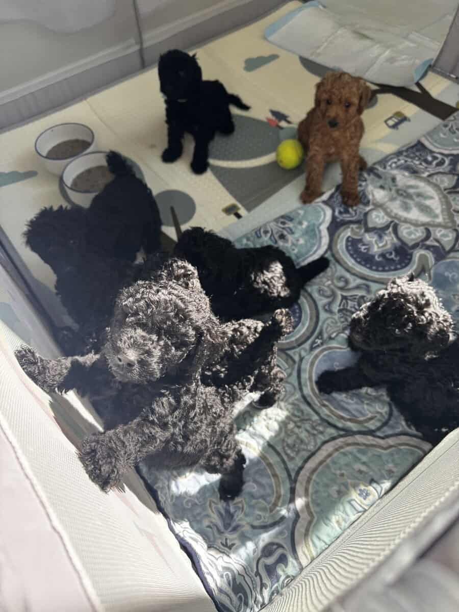 Standard Poodle Puppies – Family Raised – Ready image 1