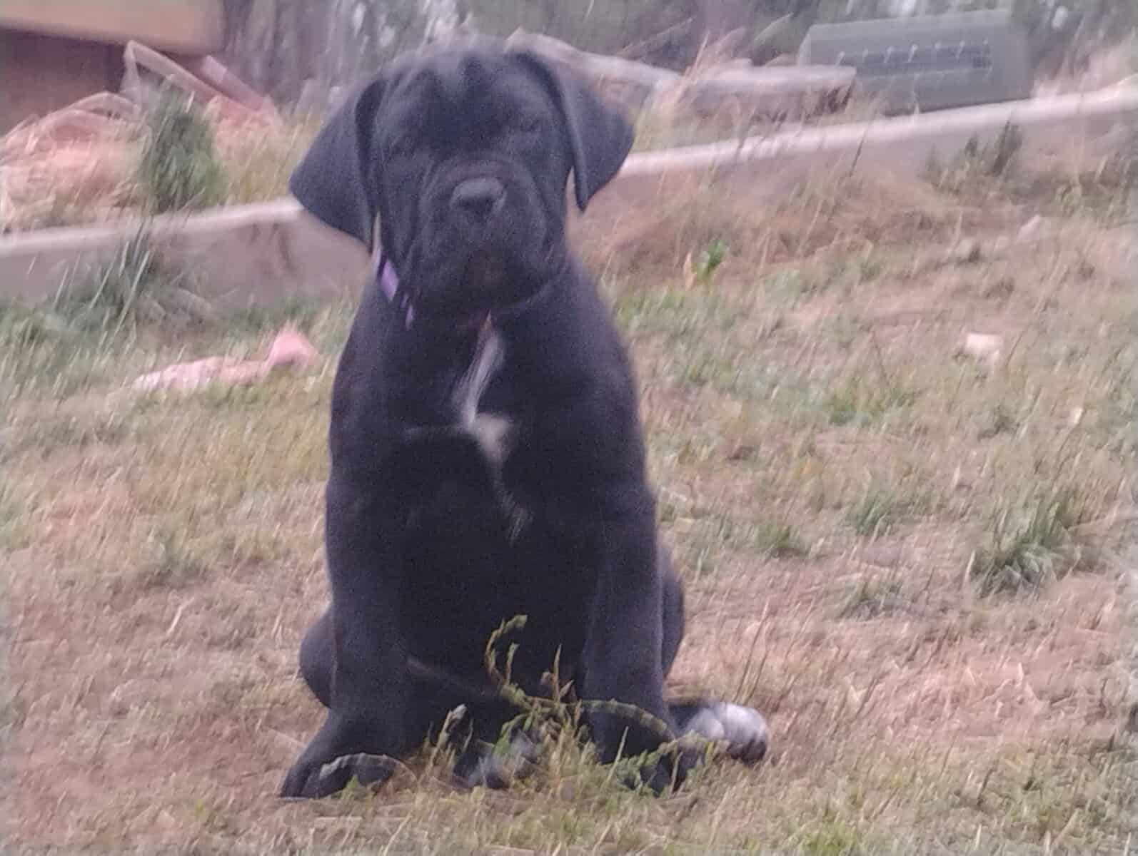 Purebred Cane Corso Puppies image 2