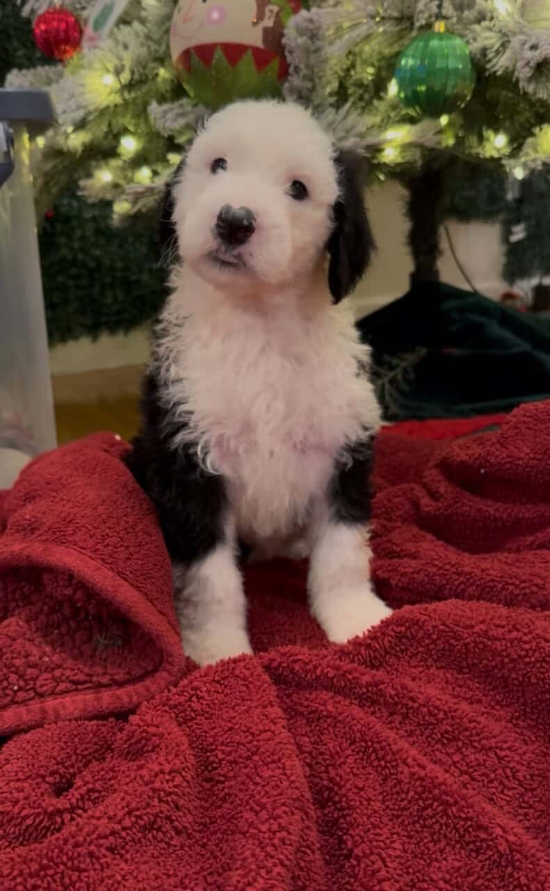 Sheepadoodle puppies image 1