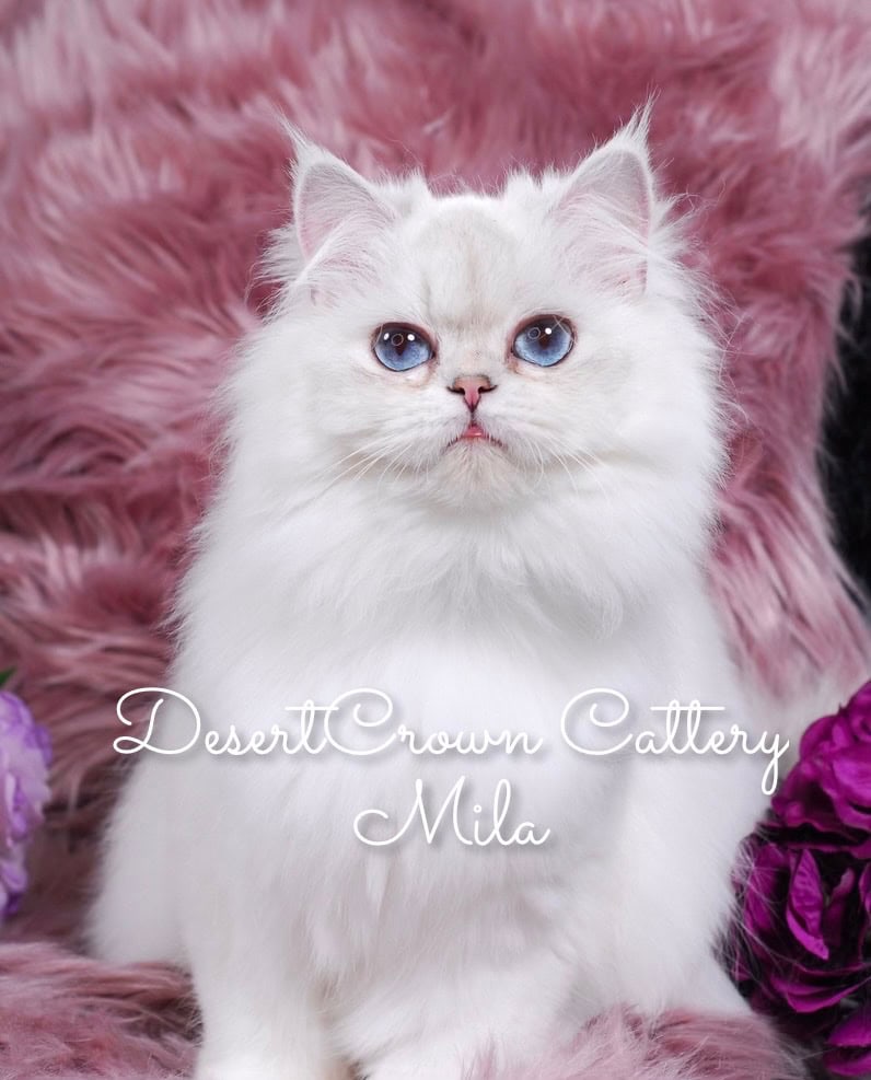 Silver chinchilla British shorthair female wcf image 14