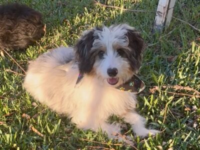 Tucker – Mini F1 Aussiedoodle