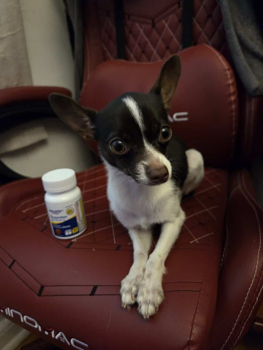 8 month old Chihuahua puppy image 2