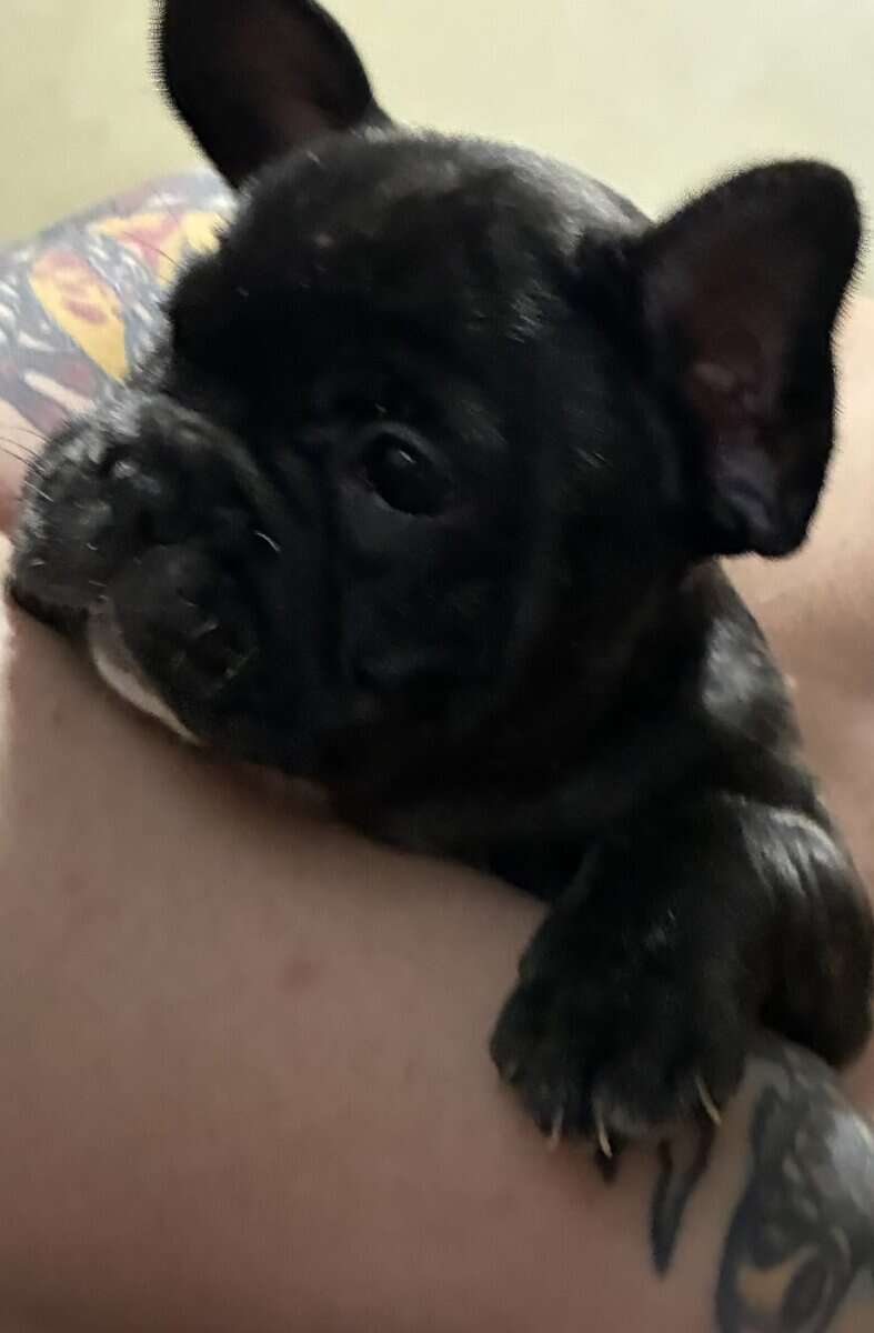 3 frenchie girls looking for their forever home! image 2