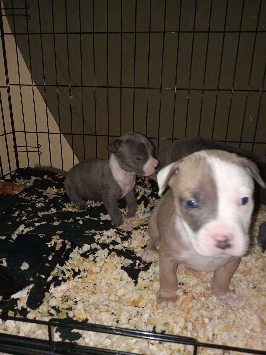 Pocket bully Blue pit bull puppies image 1