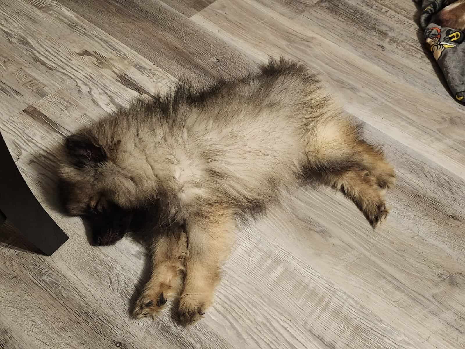 Keeshond Puppy image 2