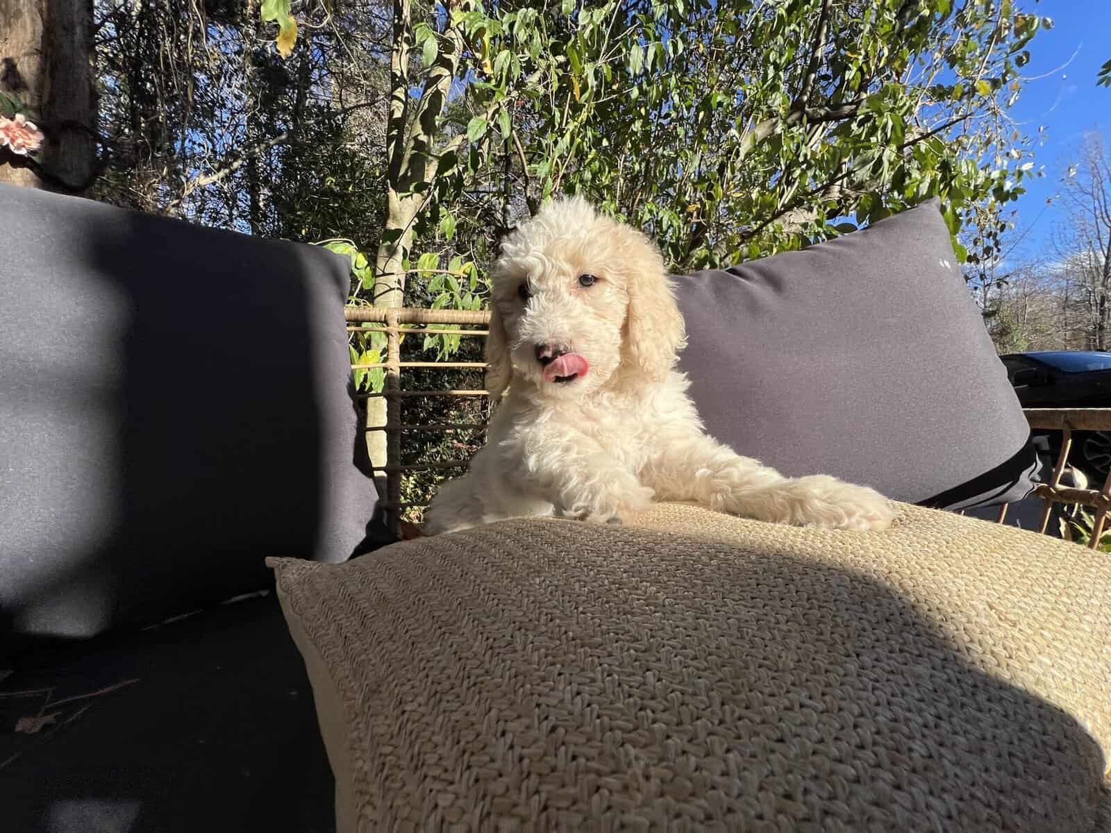 Female Goldendoodle puppy image 5