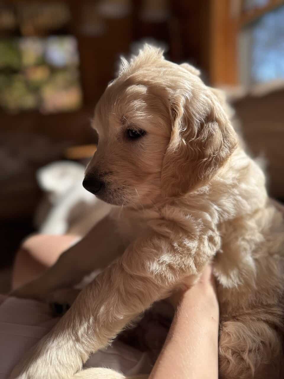 Birdy - Playful Goldendoodle Puppy – Hypoallergenic, Smart image 3
