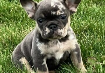 Harriet Female French Bulldog