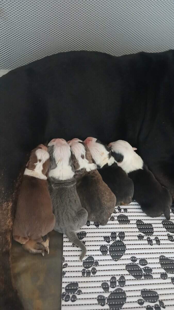 Christmas Puppies image 12