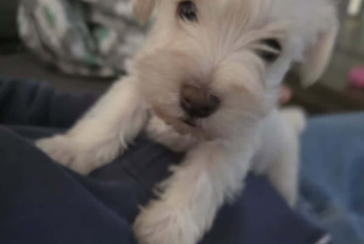 Miniature Schnauzer puppies image 1
