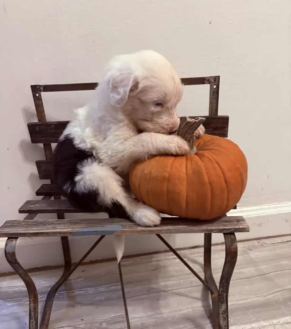 Old English sheepdog pups image 1