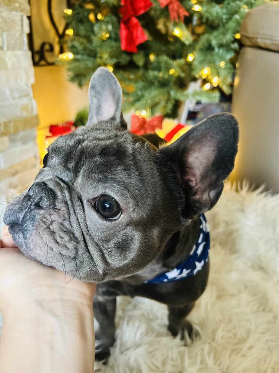 French bulldog image 1