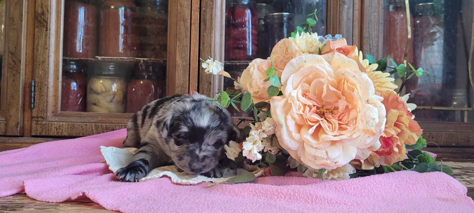 Aussie Puppies image 8