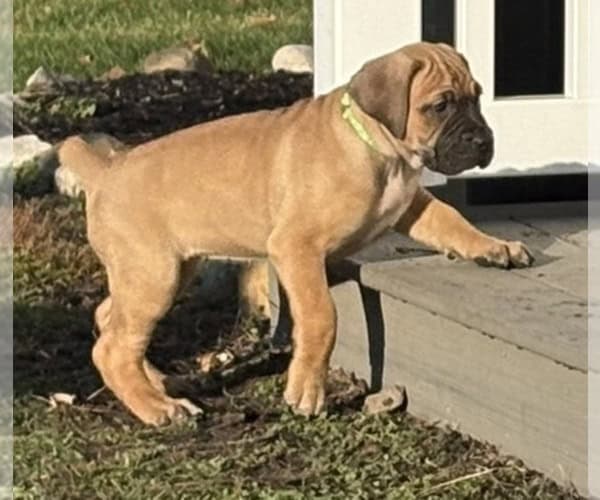 Boerboel–Cane Corso Puppies -- Ready to go! image 8