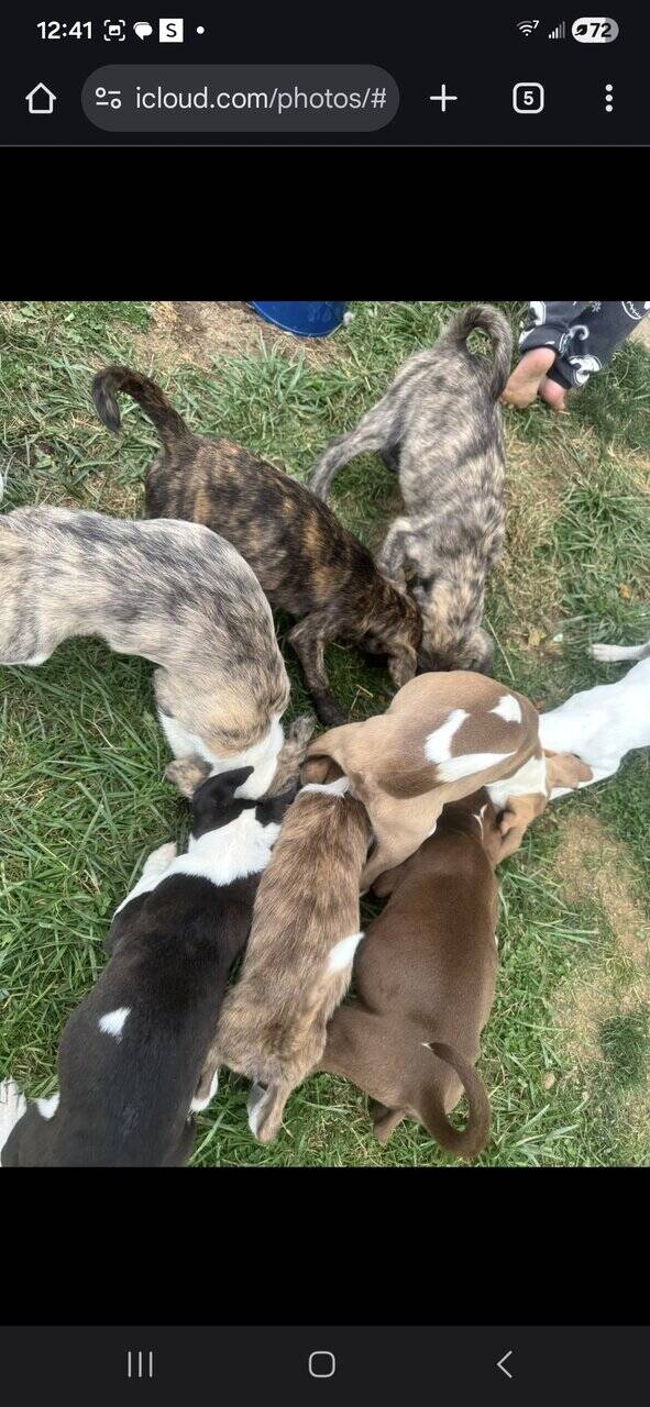 Free Blue nose pit and Golden doodle puppies image 1