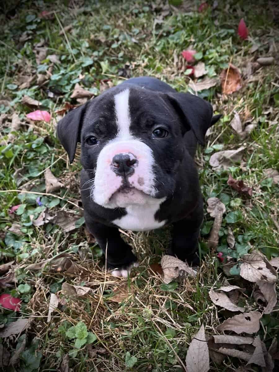 Onyx (Champion Bloodline) image 1