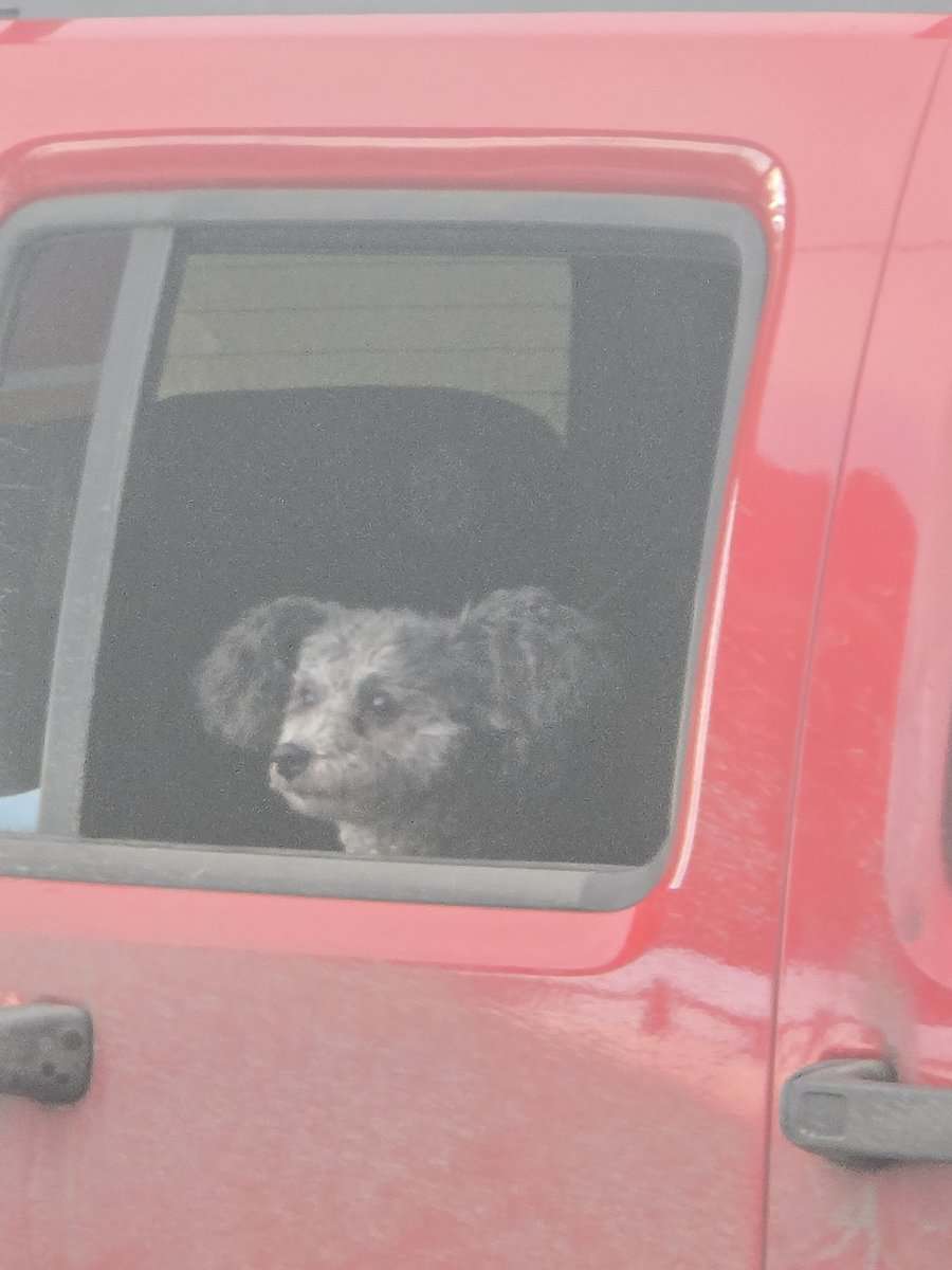 Sweet 8-Year-Old Maltipoo – Potty Trained & Vaccin image 5