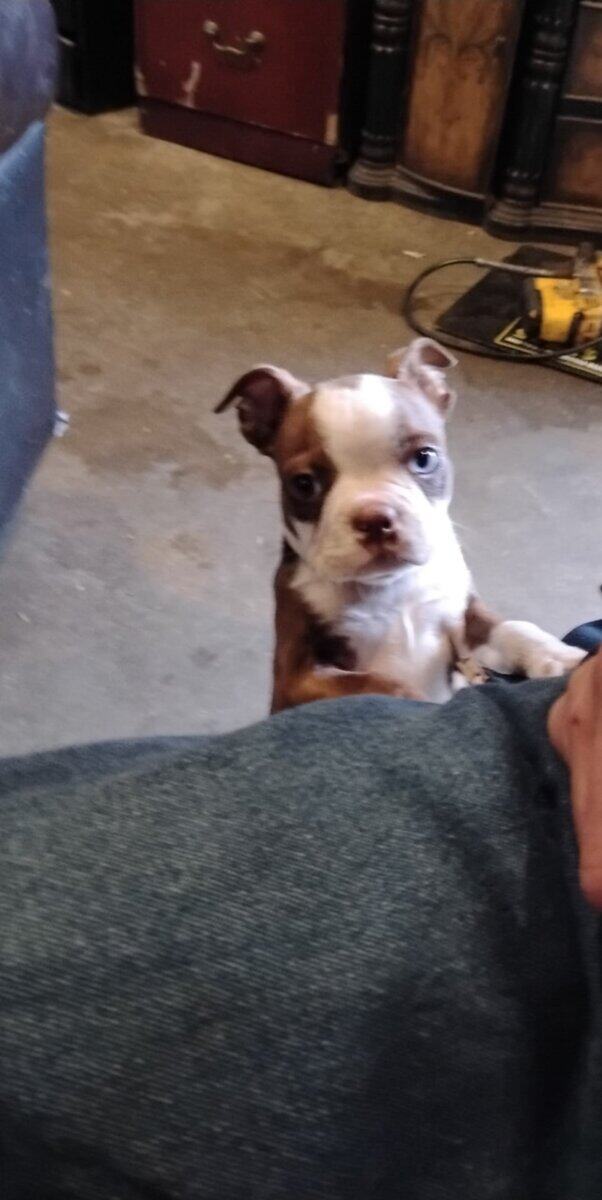 Beautiful Perfect Boston Terrier babies image 1