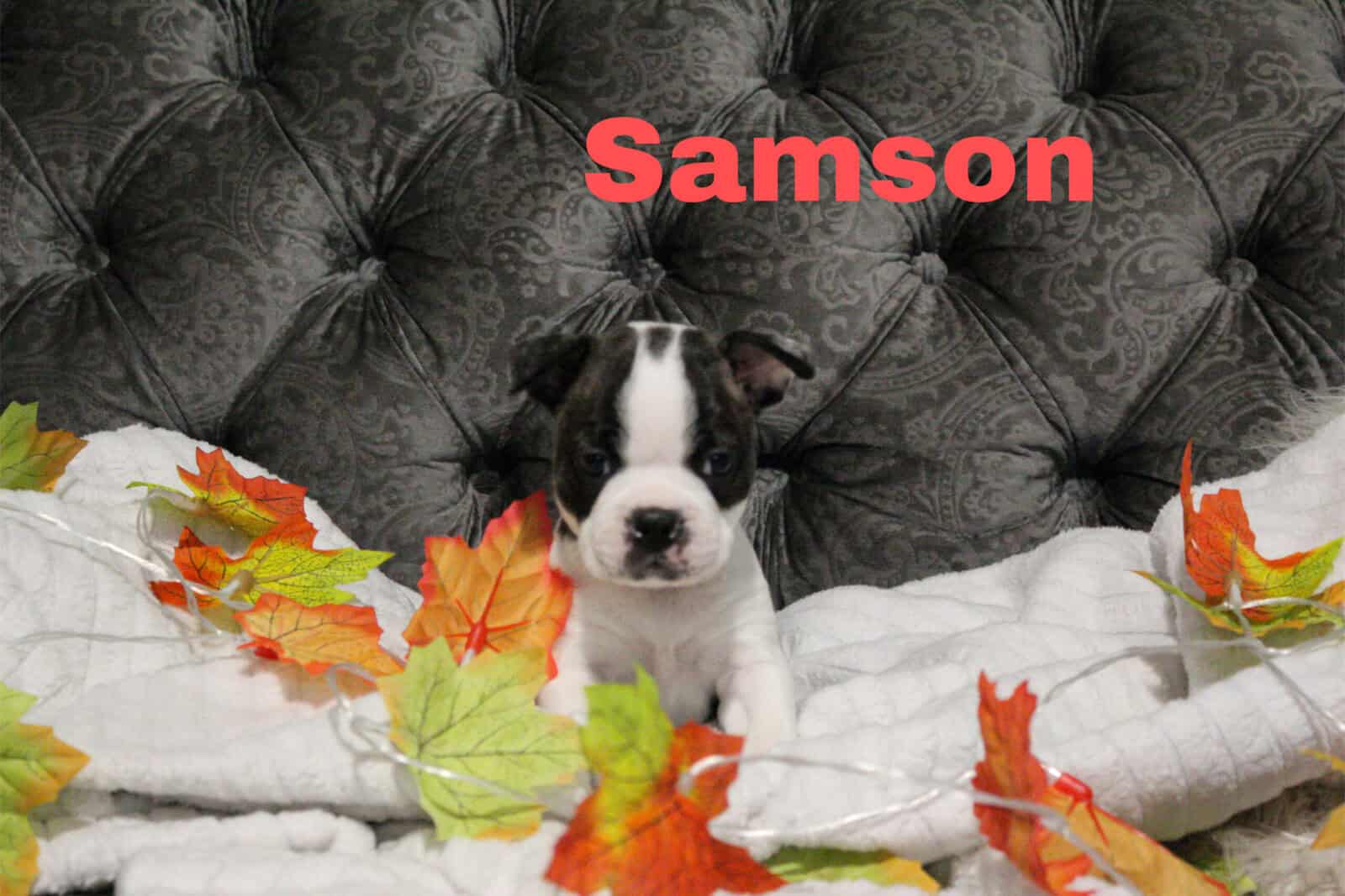 8 Boston Terrier Puppies image 8